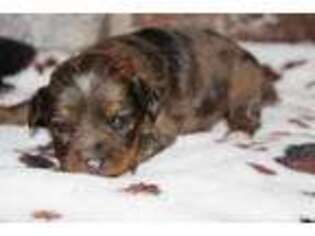 Mutt Puppy for sale in Lake Benton, MN, USA