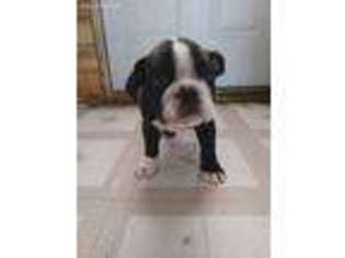 Bulldog Puppy for sale in Assumption, IL, USA
