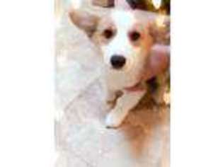 Pembroke Welsh Corgi Puppy for sale in Bellevue, WA, USA