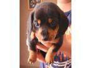 Medium Photo #1 Dachshund Puppy For Sale in Chenango Forks, NY, USA