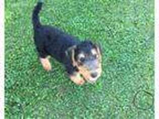 Airedale Terrier Puppy for sale in Mc Bain, MI, USA
