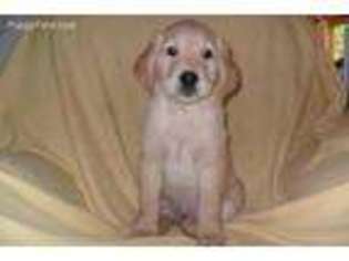 Golden Retriever Puppy for sale in Spotsylvania, VA, USA