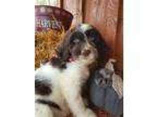 Portuguese Water Dog Puppy for sale in Smethport, PA, USA