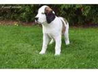 Medium Photo #1 Saint Bernard Puppy For Sale in Sugarcreek, OH, USA