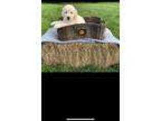 Golden Retriever Puppy for sale in Ottsville, PA, USA