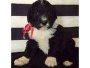 Mutt Puppy for sale in Eau Claire, MI, USA