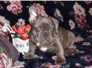 French Bulldog Puppy for sale in Mountain Top, PA, USA