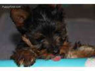 Yorkshire Terrier Puppy for sale in Leavenworth, KS, USA