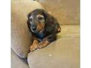 Dachshund Puppy for sale in Whitesboro, OK, USA