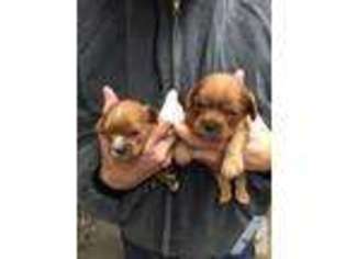 Cavalier King Charles Spaniel Puppy for sale in FREDERICKTOWN, MO, USA