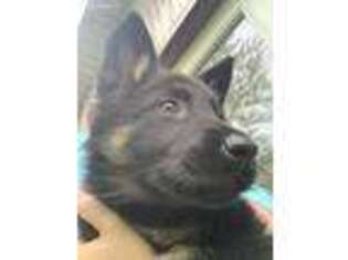 German Shepherd Dog Puppy for sale in New Madison, OH, USA