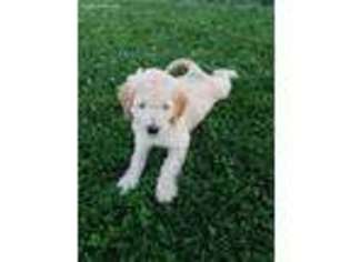 Goldendoodle Puppy for sale in West Manchester, OH, USA