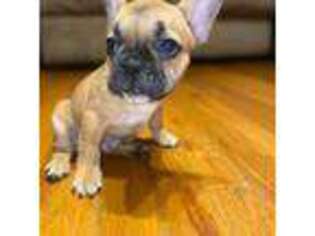 French Bulldog Puppy for sale in Elmont, NY, USA