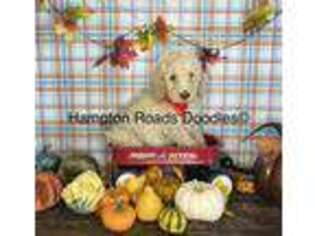 Goldendoodle Puppy for sale in Chesapeake, VA, USA