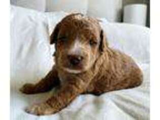 Goldendoodle Puppy for sale in De Pere, WI, USA