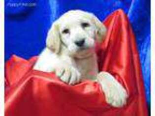 Labradoodle Puppy for sale in Norwood, MO, USA