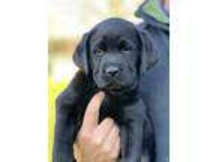 Labrador Retriever Puppy for sale in Pembroke, NC, USA