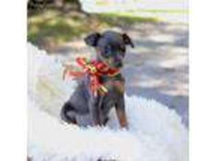 Miniature Pinscher Puppy for sale in Paradise, PA, USA