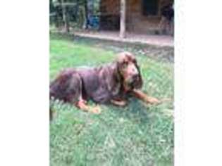 Bloodhound Puppy for sale in Water Valley, MS, USA
