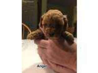 Schnoodle (Standard) Puppy for sale in Scammon, KS, USA