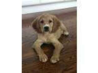 Mutt Puppy for sale in Grayslake, IL, USA