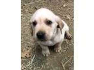 Labrador Retriever Puppy for sale in Pilot Hill, CA, USA