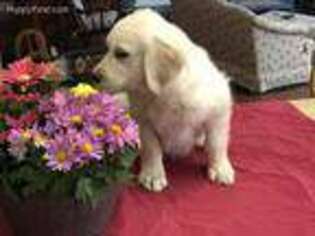 Mutt Puppy for sale in Bethlehem, CT, USA