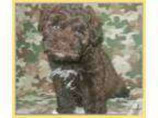 Mutt Puppy for sale in BLUEHOLE, KY, USA