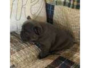 French Bulldog Puppy for sale in Red Bay, AL, USA