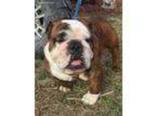 Bulldog Puppy for sale in Chapman, KS, USA