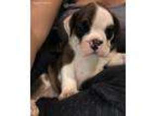 Olde English Bulldogge Puppy for sale in Fremont, CA, USA
