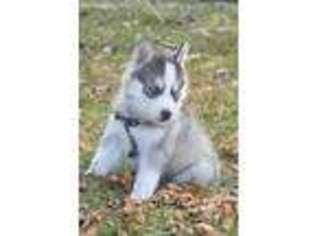 Siberian Husky Puppy for sale in Spring Valley, MN, USA