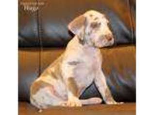 Great Dane Puppy for sale in Jamestown, KY, USA