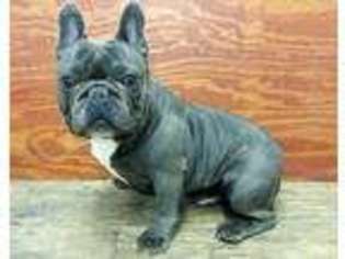 French Bulldog Puppy for sale in Panama, OK, USA