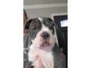 Olde English Bulldogge Puppy for sale in Clayton, GA, USA