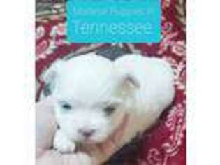 Maltese Puppy for sale in Jacksonville, NC, USA