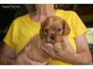 Cavalier King Charles Spaniel Puppy for sale in Houlton, ME, USA