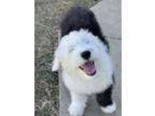 Old English Sheepdog Puppy for sale in Castaic, CA, USA