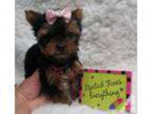 Yorkshire Terrier Puppy for sale in ATOKA, OK, USA