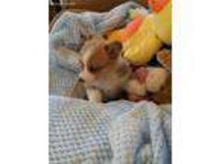 Pembroke Welsh Corgi Puppy for sale in Troy, IL, USA