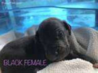 Great Dane Puppy for sale in Winder, GA, USA