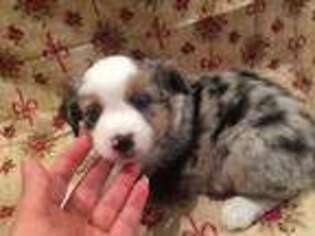 Miniature Australian Shepherd Puppy for sale in Seneca, KS, USA