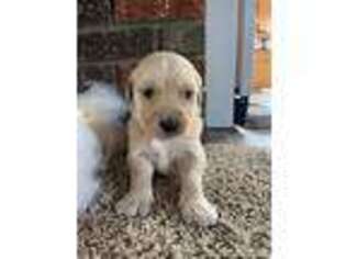 Golden Retriever Puppy for sale in Granton, WI, USA