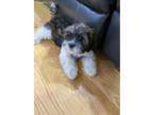 Mutt Puppy for sale in Wilmington, MA, USA