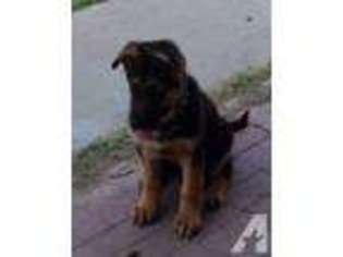 German Shepherd Dog Puppy for sale in GOODYEAR, AZ, USA