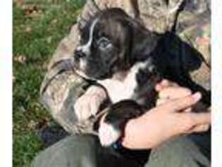 Boxer Puppy for sale in Quarryville, PA, USA