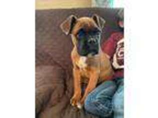 Boxer Puppy for sale in Scottsville, KY, USA