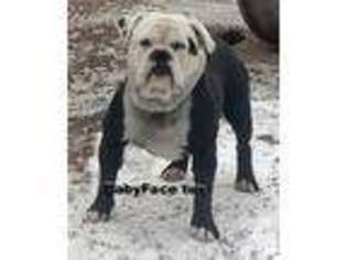 Olde English Bulldogge Puppy for sale in ROLLA, MO, USA