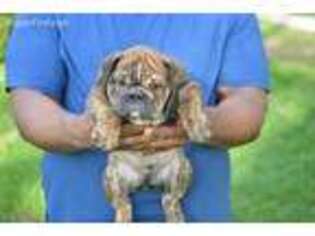 Bulldog Puppy for sale in Collinsville, IL, USA