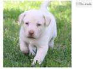 Labrador Retriever Puppy for sale in Joplin, MO, USA